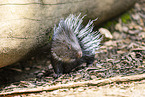 crested porpentine