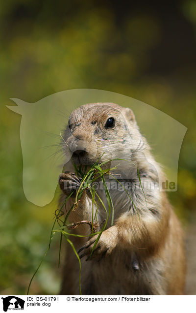 Prriehund / prairie dog / BS-01791