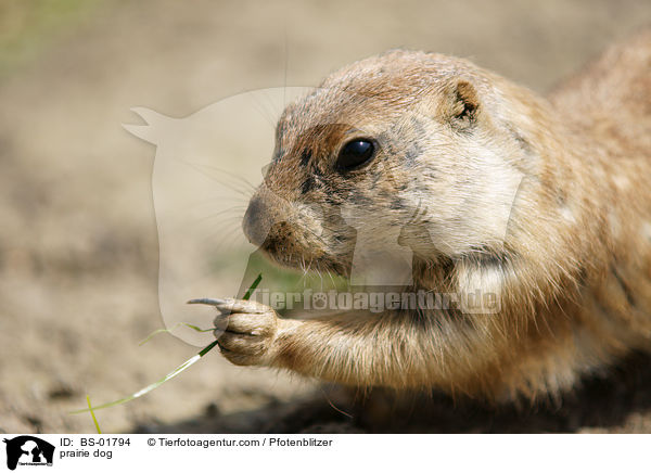 Prriehund / prairie dog / BS-01794