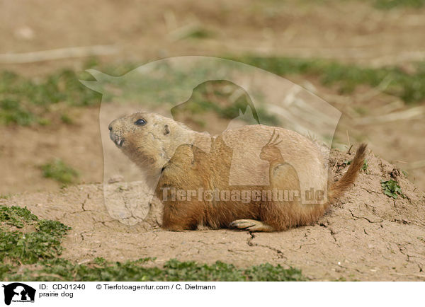 Prriehund / prairie dog / CD-01240