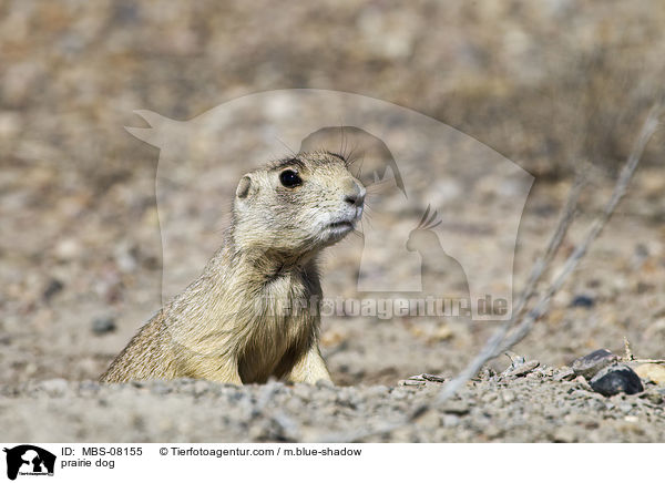 Prriehund / prairie dog / MBS-08155