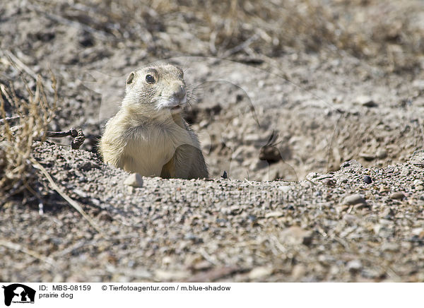 Prriehund / prairie dog / MBS-08159