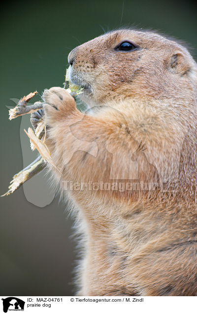 Prriehund / prairie dog / MAZ-04761