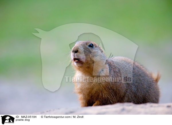 Prriehund / prairie dog / MAZ-05184