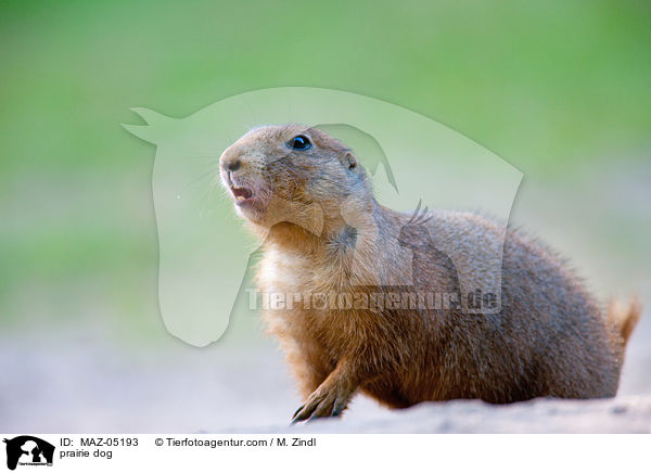 Prriehund / prairie dog / MAZ-05193