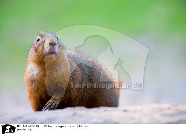 Prriehund / prairie dog / MAZ-05194