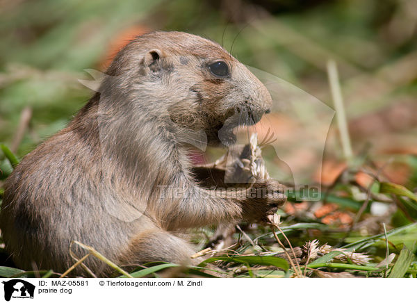 Prriehund / prairie dog / MAZ-05581