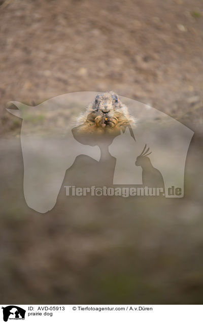 Prriehund / prairie dog / AVD-05913