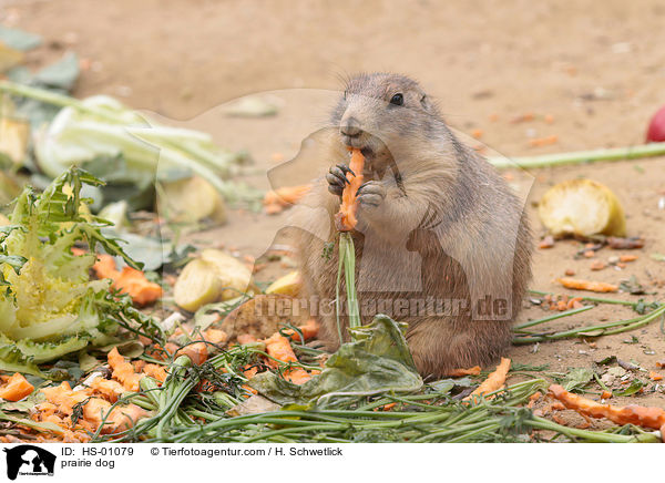 Prriehund / prairie dog / HS-01079
