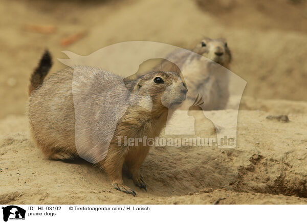 Prriehunde / prairie dogs / HL-03102