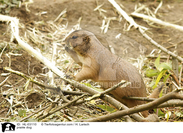 Prriehund / prairie dog / HL-03110