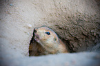 prairie dog
