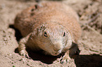 prairie dog