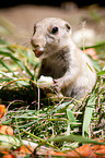 prairie dog
