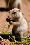 prairie dog