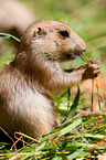prairie dog