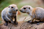 prairie dogs
