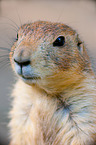 prairie dog