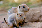 prairie dogs