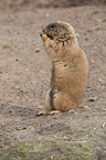 prairie dog
