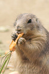 prairie dog