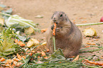 prairie dog