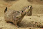 prairie dogs