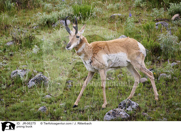 Gabelbock / prong buck / JR-06275
