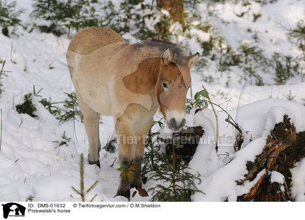 Przewalski's horse / DMS-01632