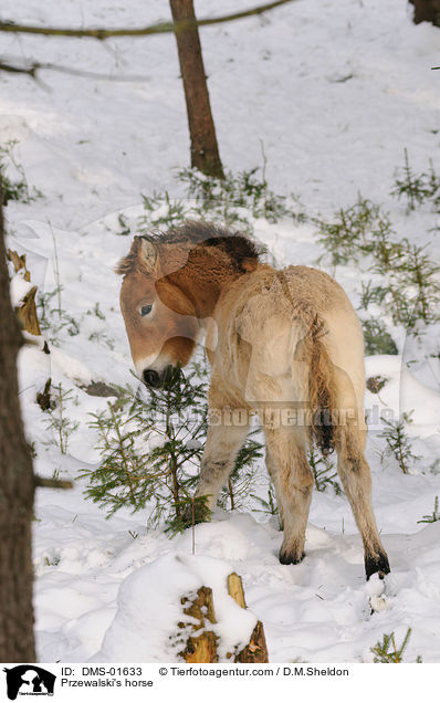 Przewalski's horse / DMS-01633