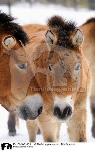 Przewalski's horse / DMS-01635