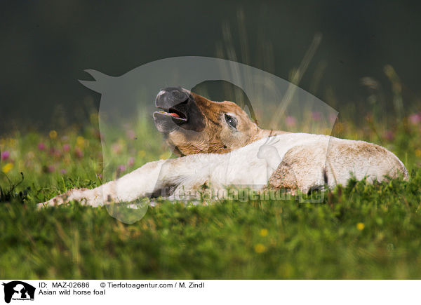Asian wild horse foal / MAZ-02686