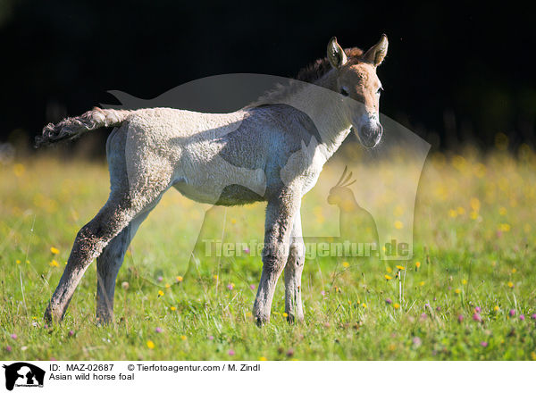 Asian wild horse foal / MAZ-02687