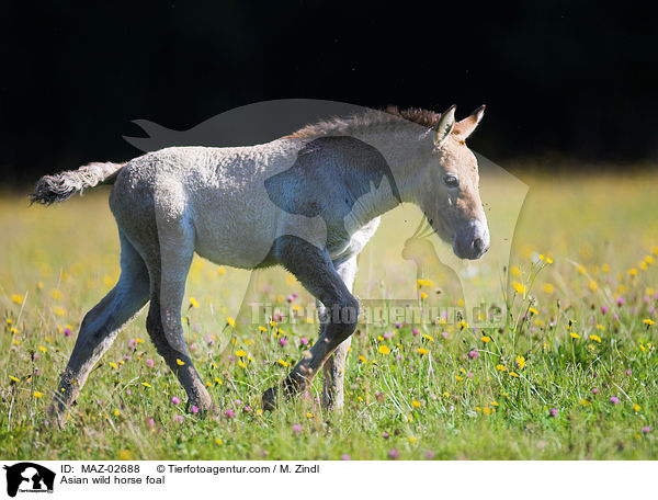 Asian wild horse foal / MAZ-02688