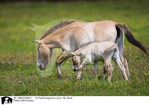Asian wild horses / MAZ-02691