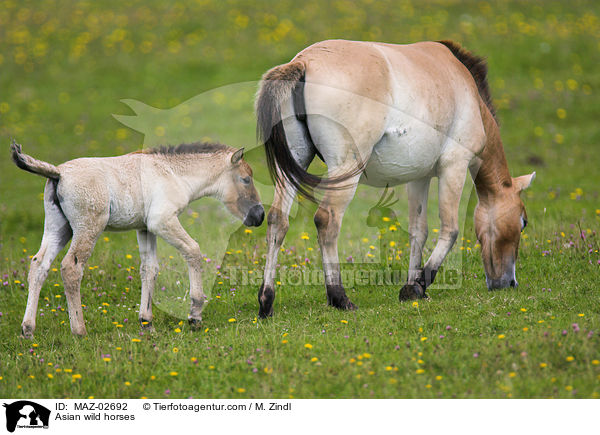 Asian wild horses / MAZ-02692