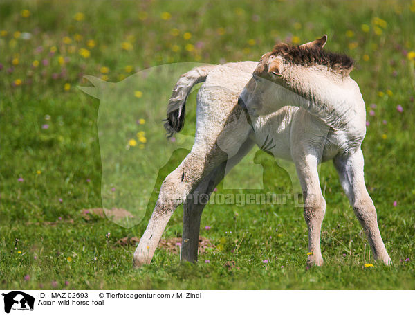 Asian wild horse foal / MAZ-02693