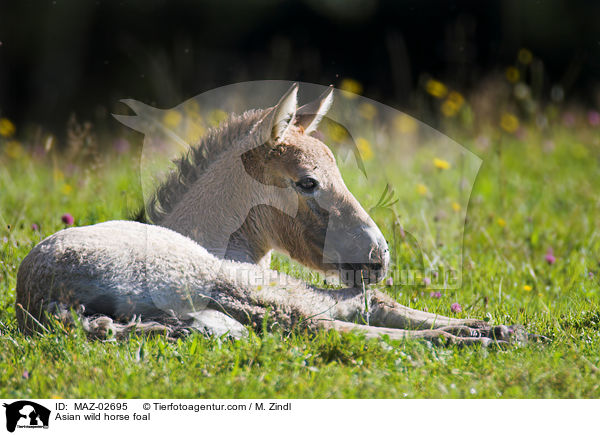 Asian wild horse foal / MAZ-02695