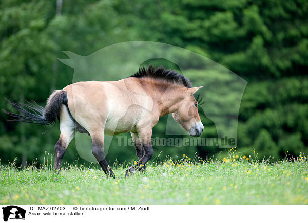 Asian wild horse stallion / MAZ-02703