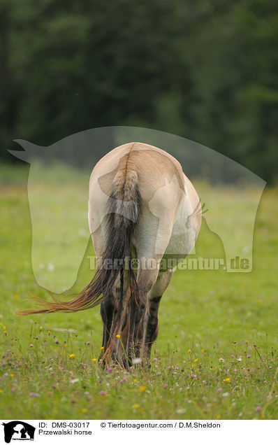 Przewalski horse / DMS-03017