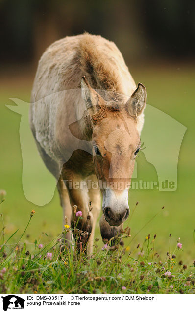 young Przewalski horse / DMS-03517