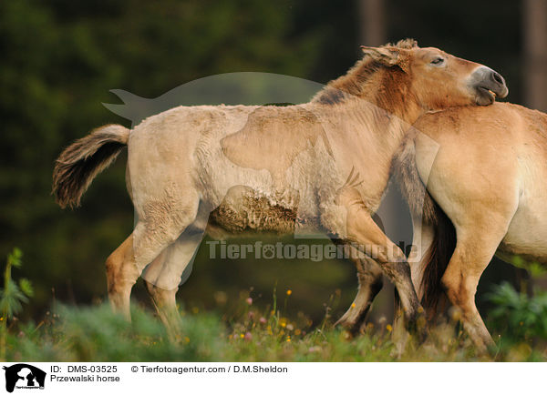 Przewalski horse / DMS-03525