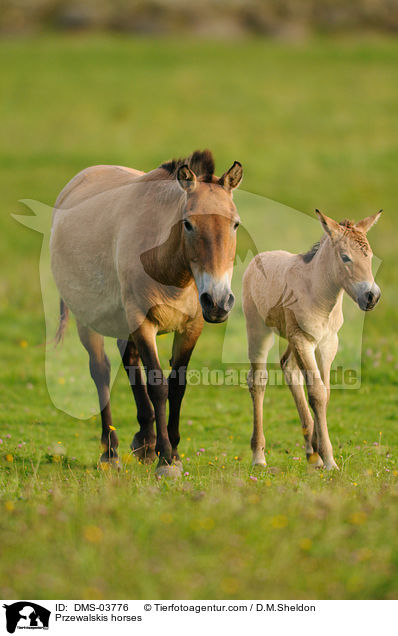 Przewalskis horses / DMS-03776