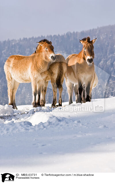 Przewalski horses / MBS-03731