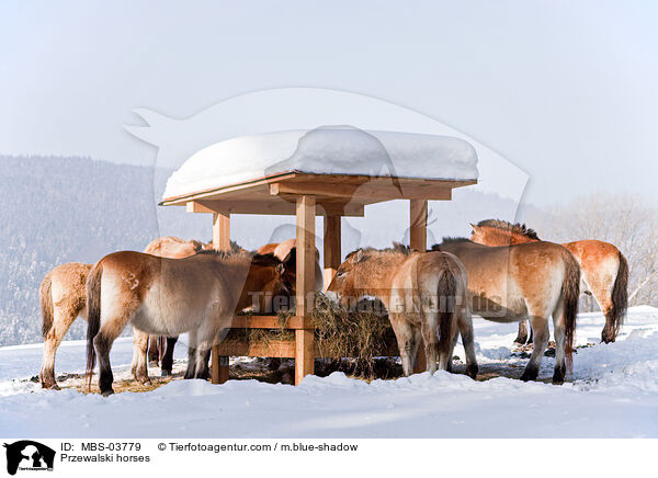 Przewalski horses / MBS-03779