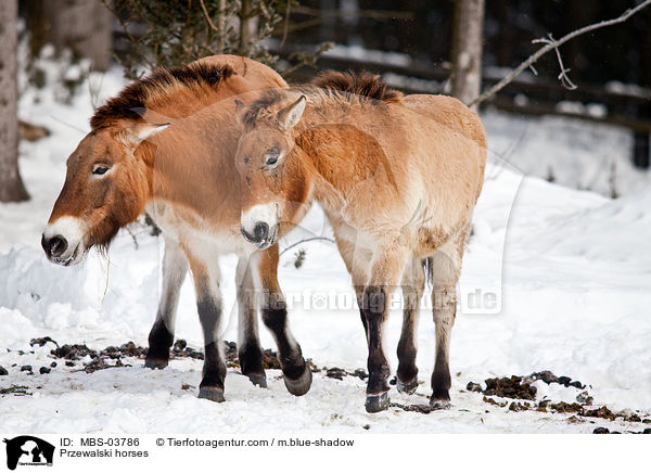 Przewalski horses / MBS-03786