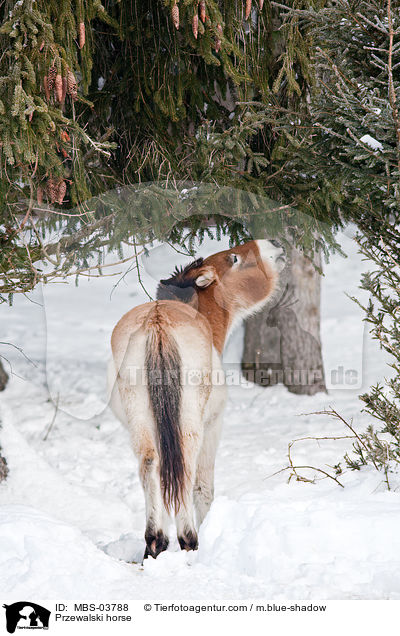 Przewalski horse / MBS-03788