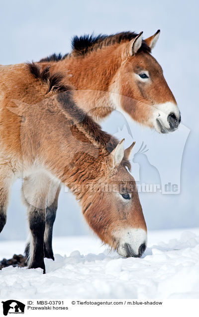 Przewalski horses / MBS-03791