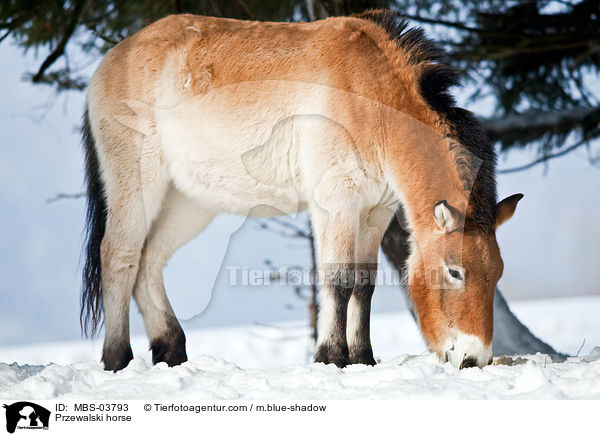 Przewalski horse / MBS-03793