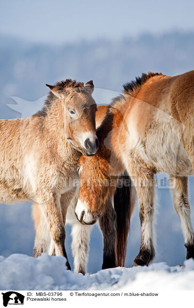 Przewalskipferde / Przewalski horses / MBS-03796